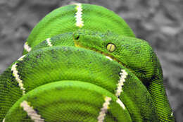 Image of Emerald Tree Boa