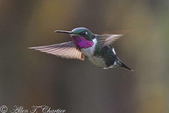 Image of White-bellied Woodstar