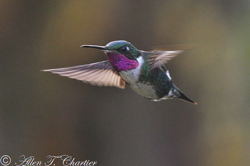 Image de Colibri de Mulsant