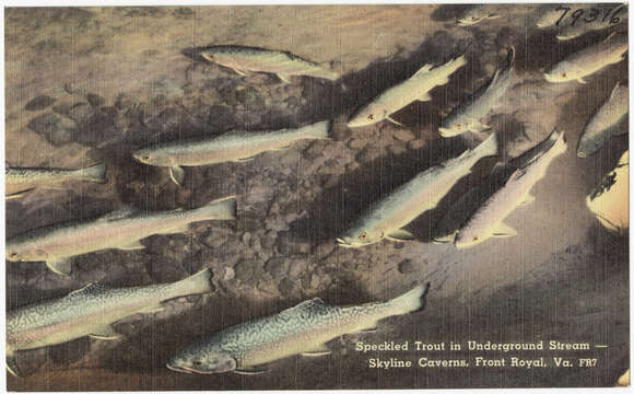 Image of brook trout