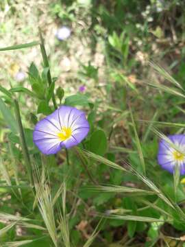 Image of Convolvulus tricolor subsp. cupanianus (Tod.) Cavara & Grande