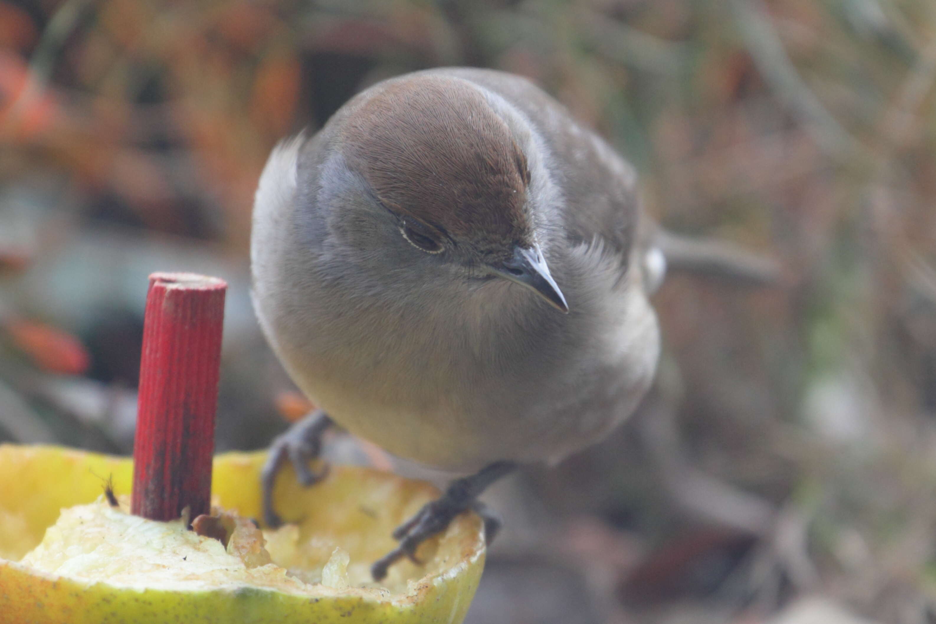 Image of Blackcap