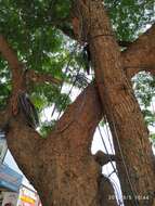 Image of Rain tree