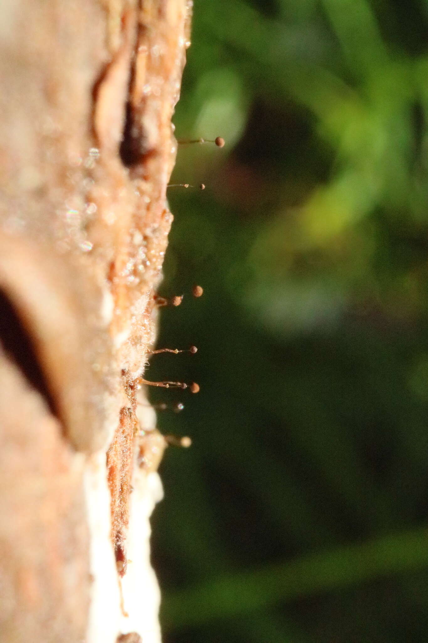 Image of Clastoderma debaryanum