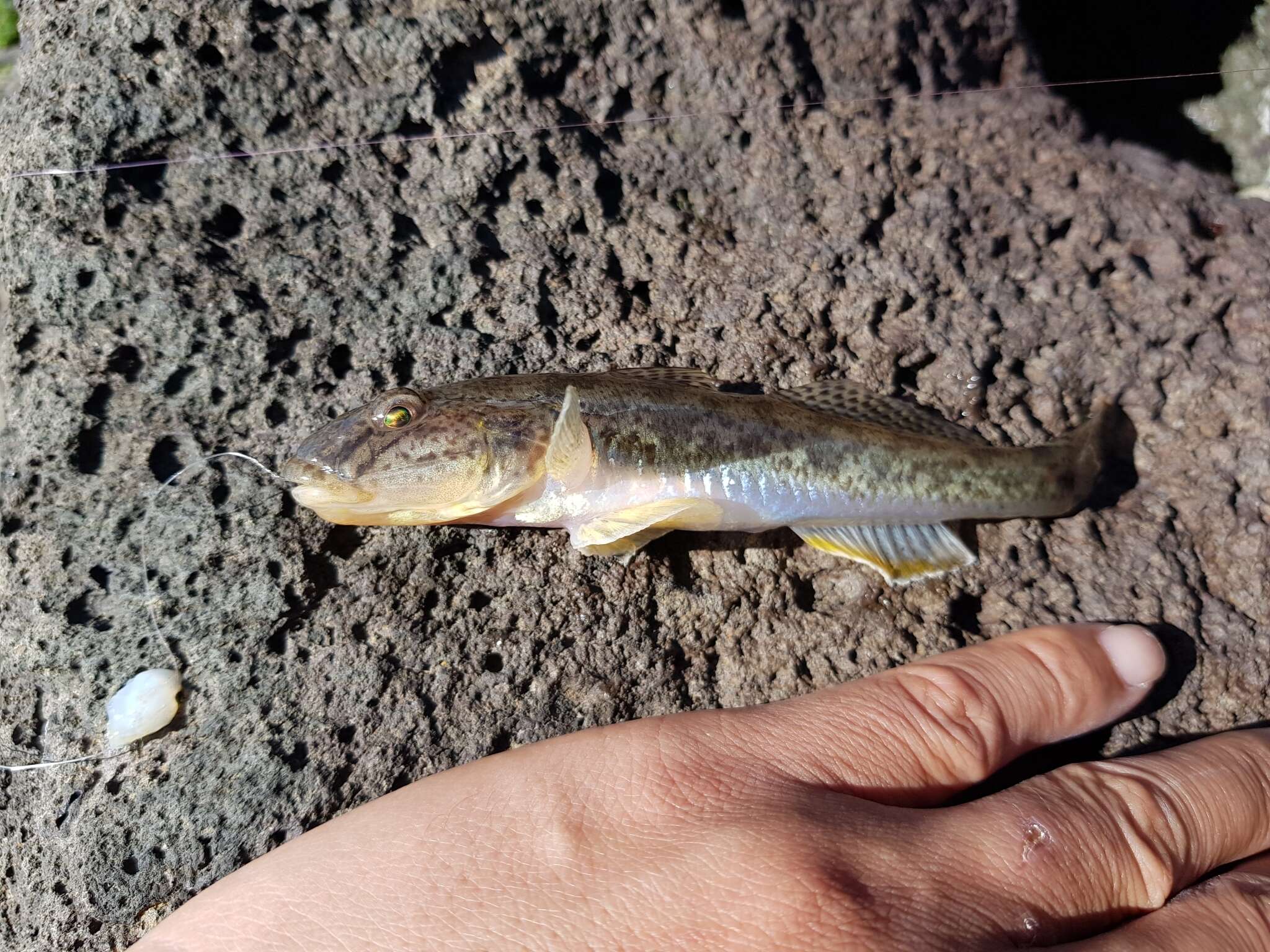 Sivun Acanthogobius kuva