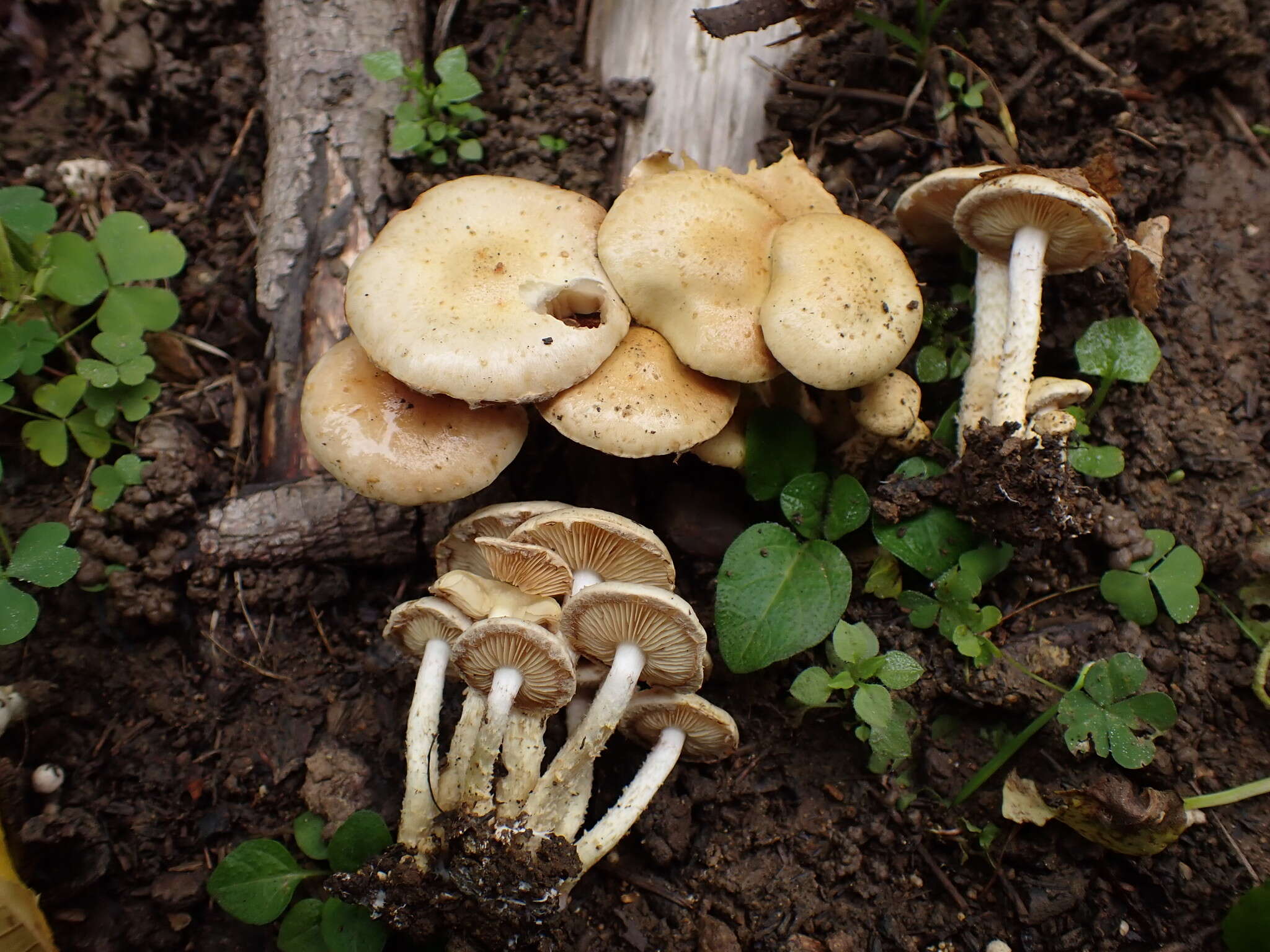 Image of Pholiota gummosa (Lasch) Singer 1951