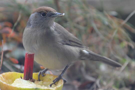 Image of Blackcap