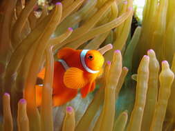 Imagem de Amphiprion ocellaris Cuvier 1830