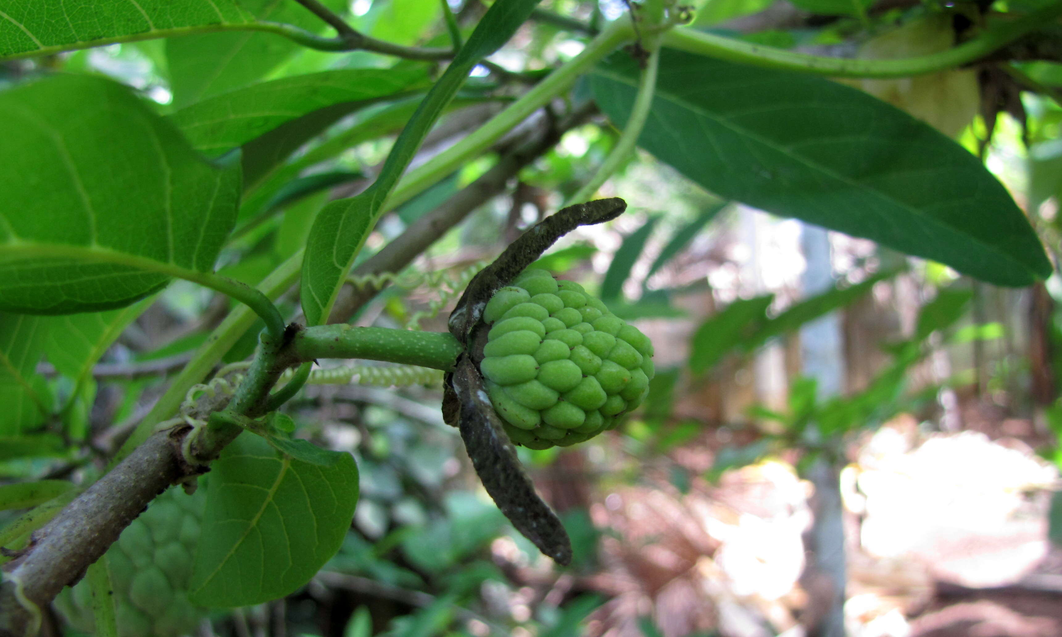 Imagem de Annona squamosa L.