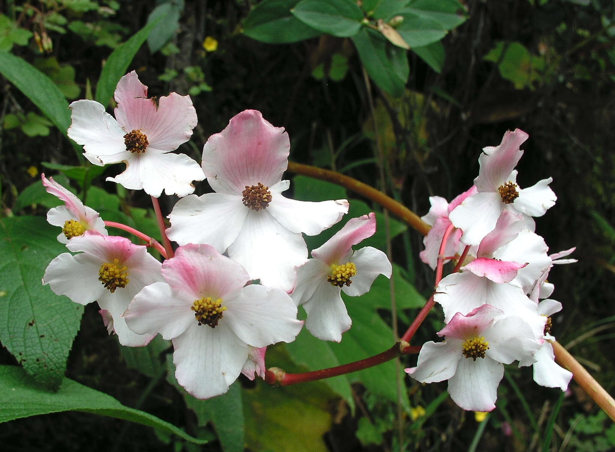 Image of Begonia acerifolia Kunth