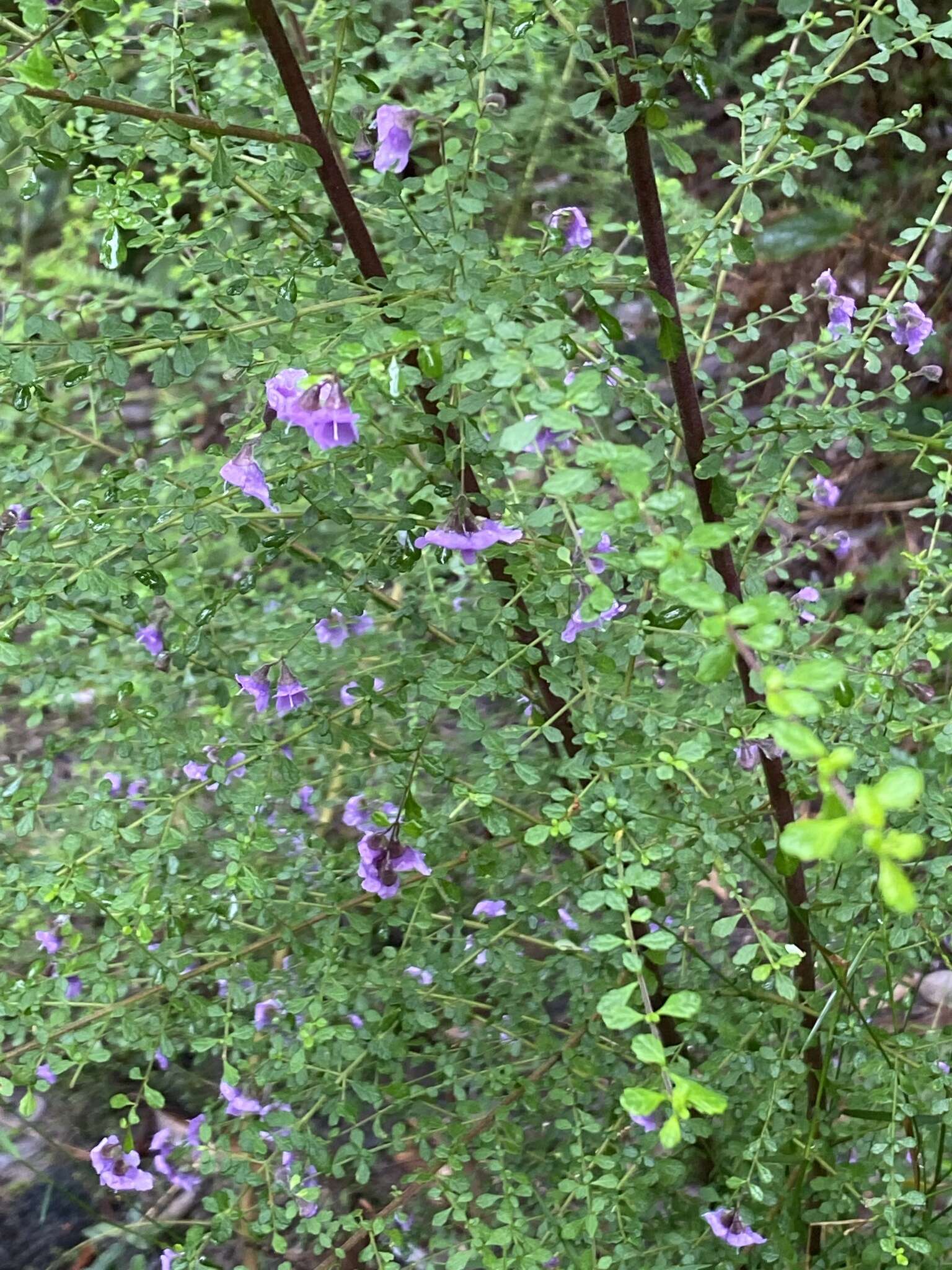 Image of Violet Mint-bush