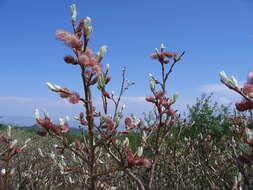 Image of Salix krylovii E. Wolf