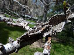 Image of American Sweetgum