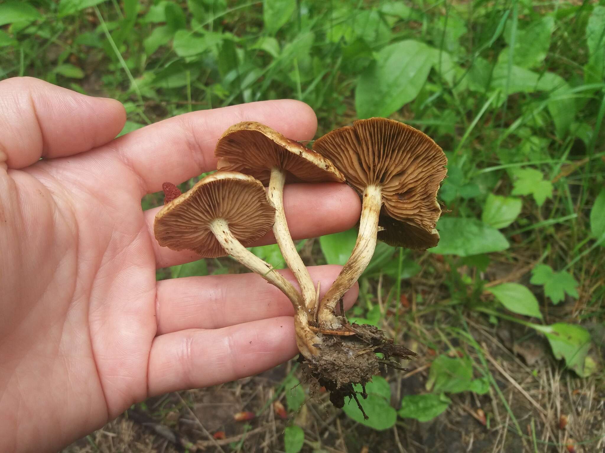 Pholiota elegans Jacobsson 1991 resmi