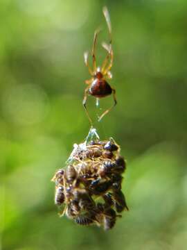 صورة Janula triangularis Yoshida & Koh 2011