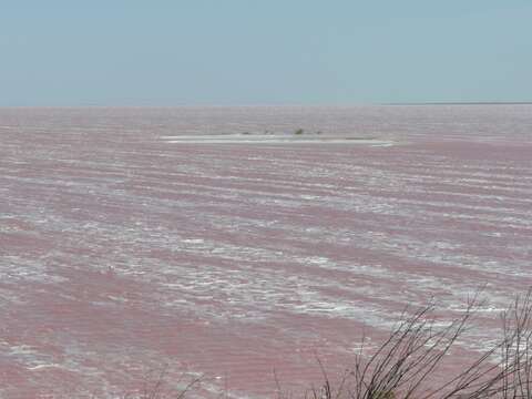 Imagem de Dunaliella salina