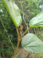 Image of Miconia formosa Cogn.