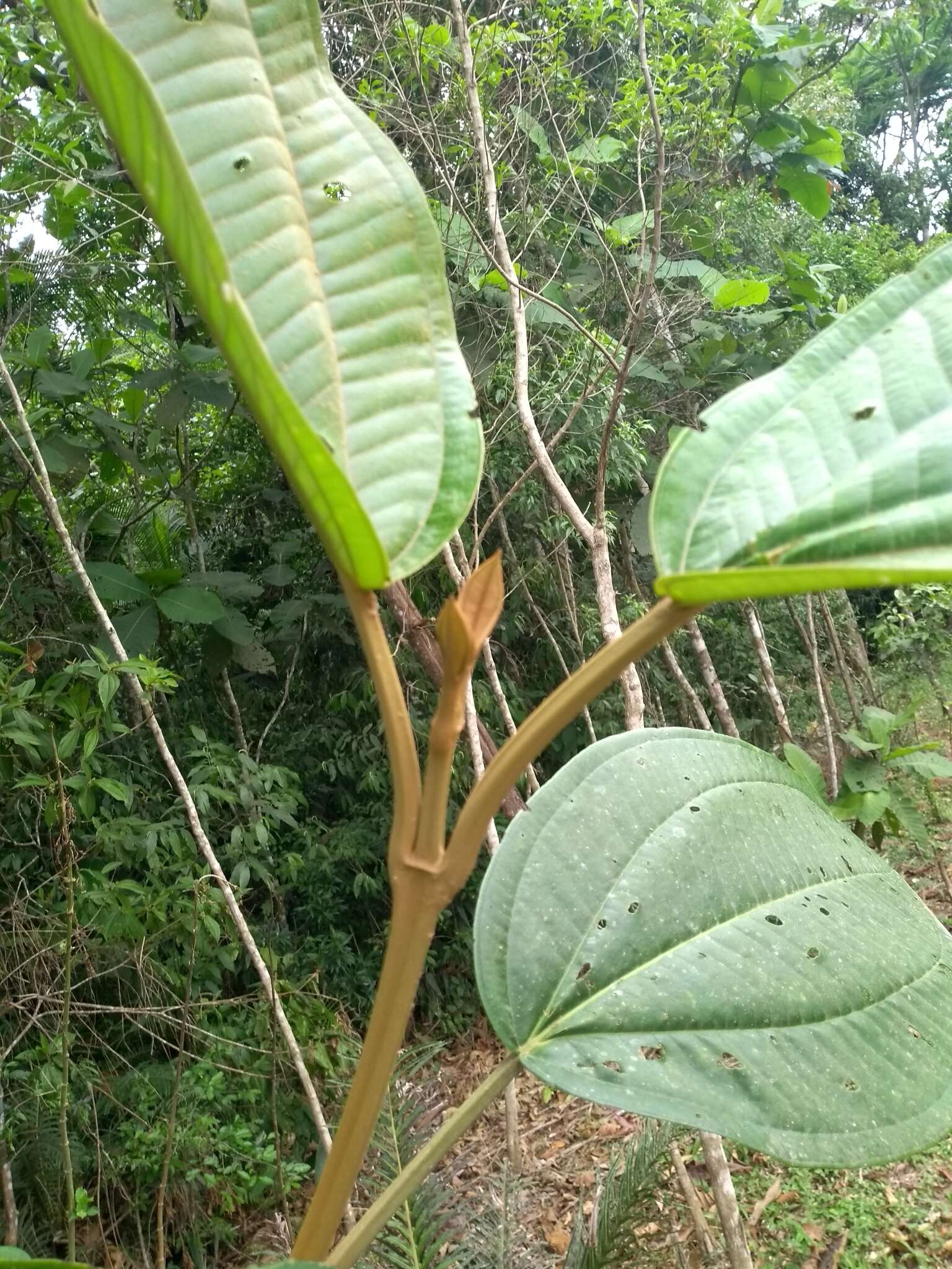 Image of Miconia formosa Cogn.