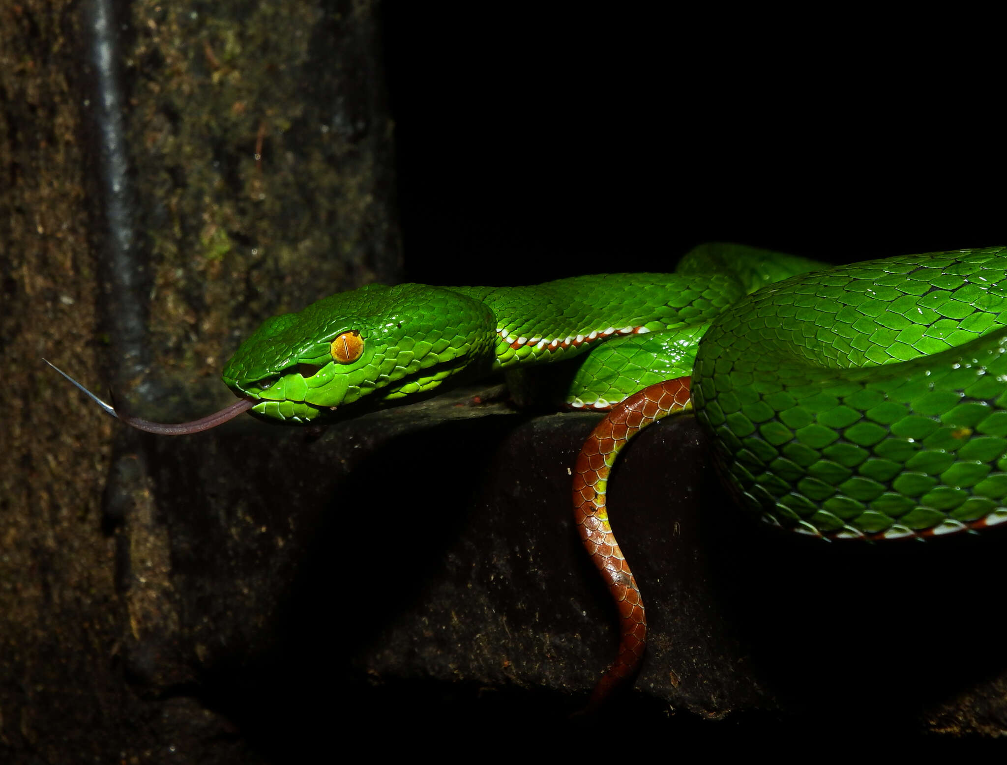 Image of Trimeresurus gumprechti David, Vogel, Pauwels & Vidal 2002