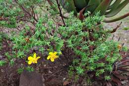 Image of Hypericum revolutum subsp. revolutum