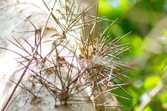 Image of Xylosma horrida Rose