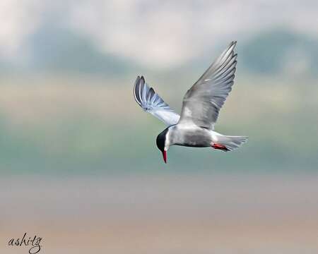 Image of Black-bellied Tern