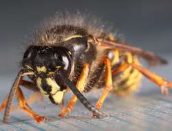 Dolichovespula saxonica (Fabricius 1793)的圖片