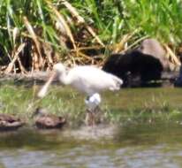 Imagem de Platalea flavipes Gould 1838