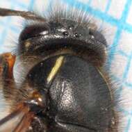 Dolichovespula saxonica (Fabricius 1793)的圖片