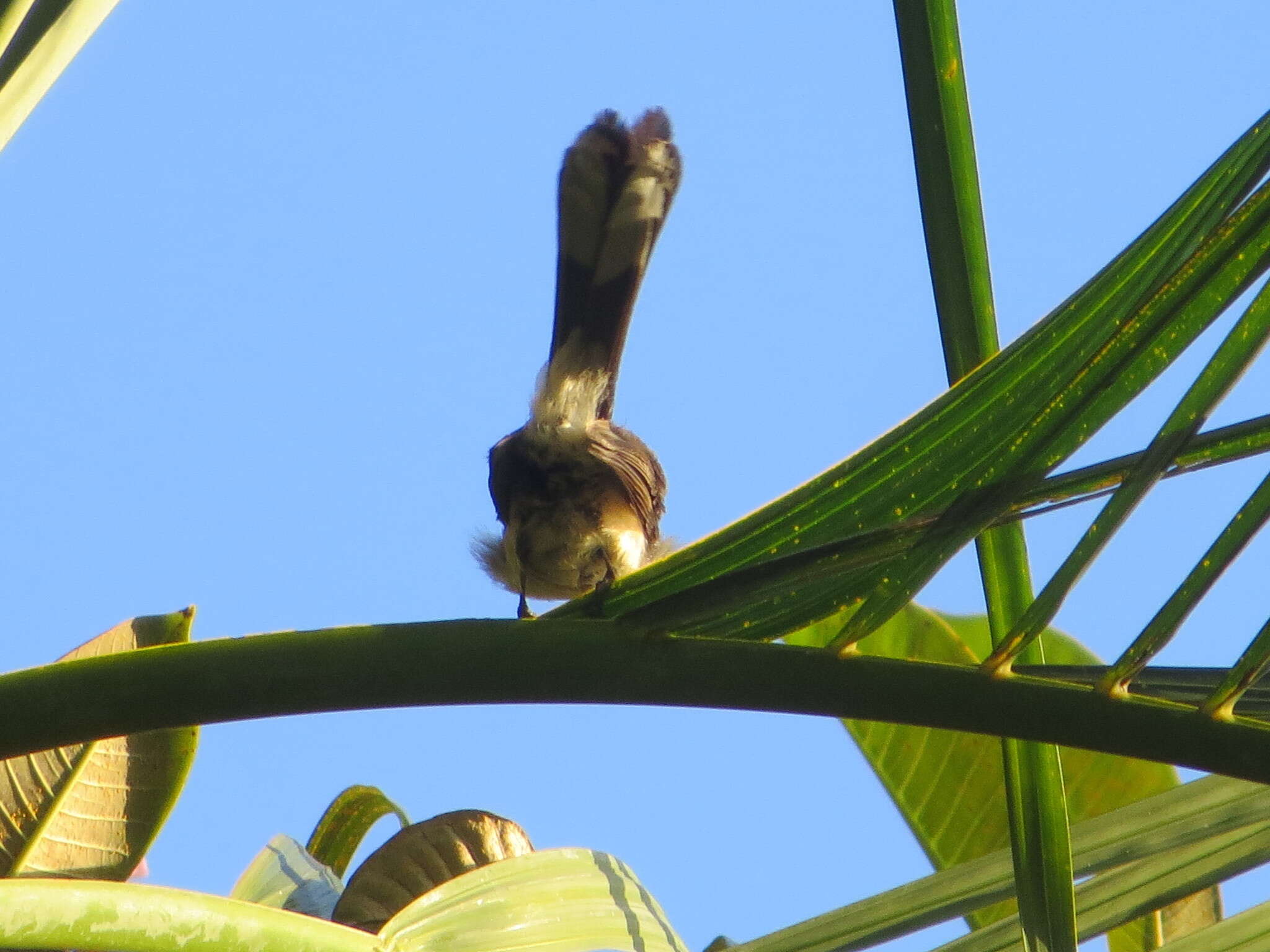 Image of Rhipidura javanica javanica (Sparrman 1788)