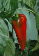 Image of cayenne pepper