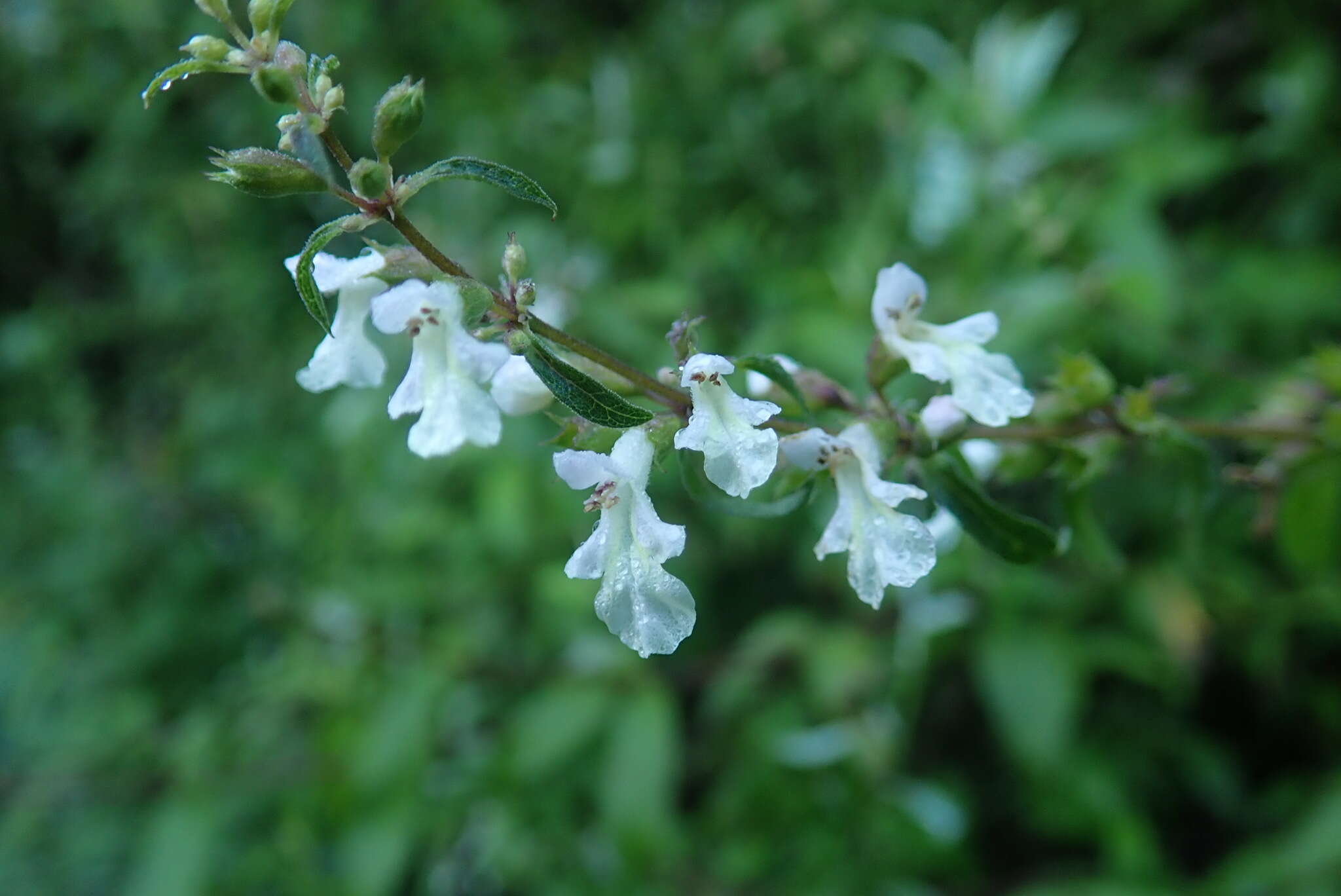 Слика од Stachys caffra E. Mey. ex Benth.