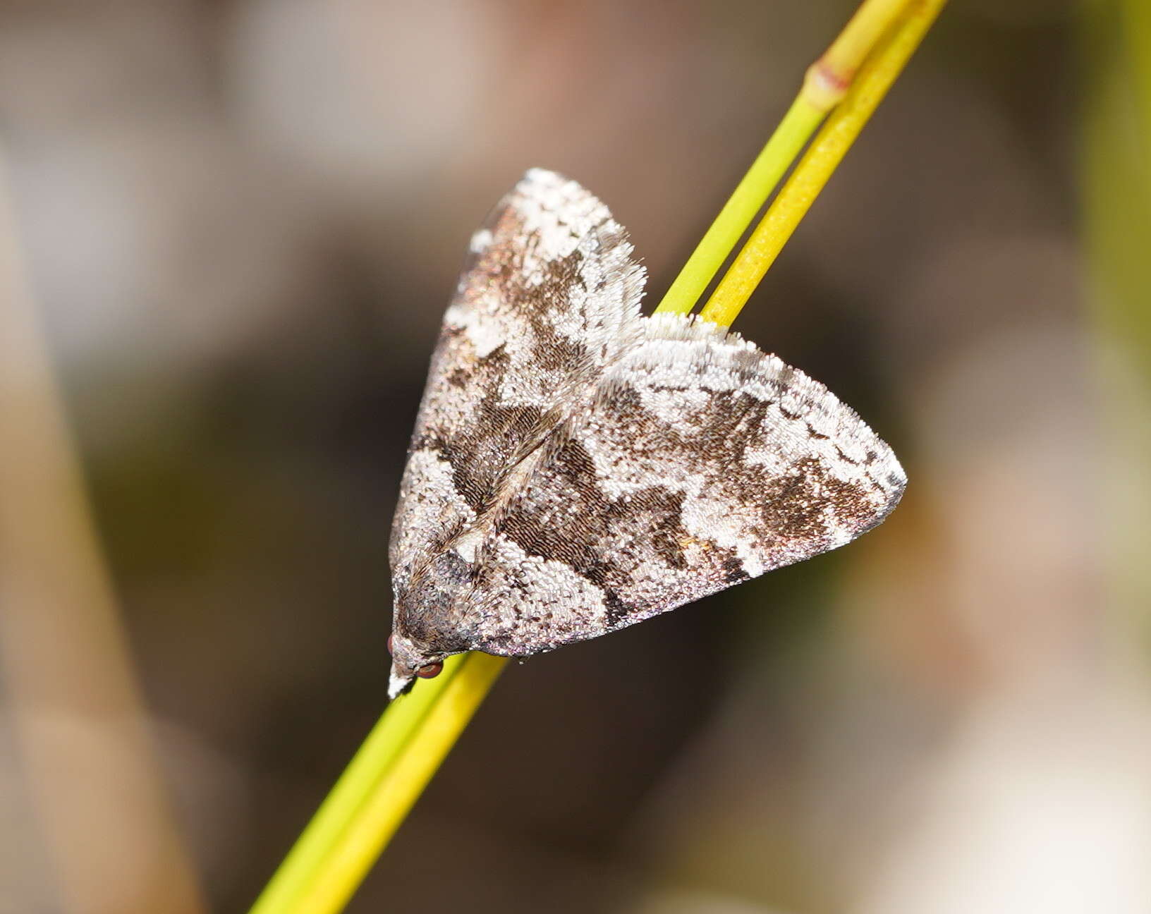 Image of Dichromodes ainaria Guenée 1858