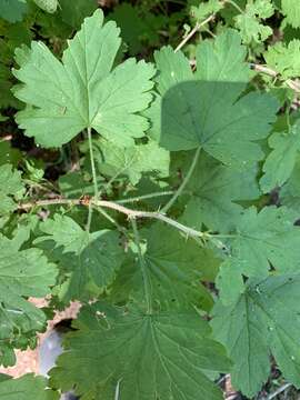 Image of spring gooseberry