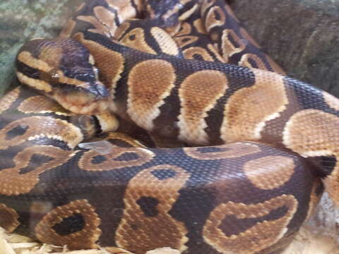 Image of Ball Python