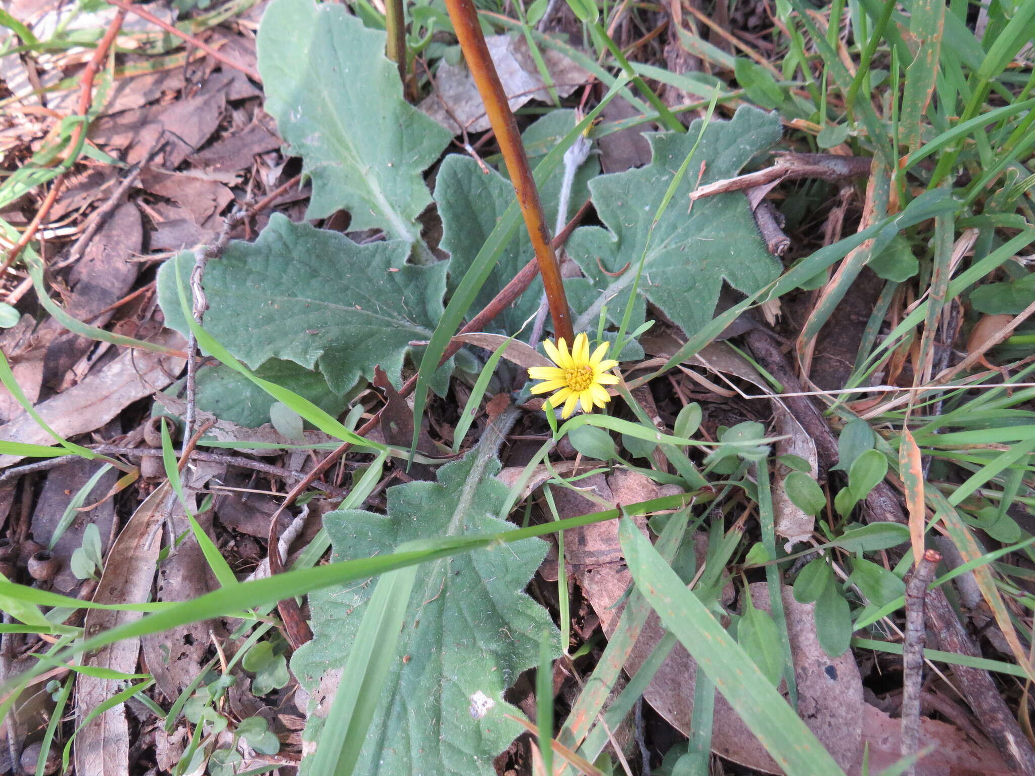 Plancia ëd Cymbonotus preissianus Steetz