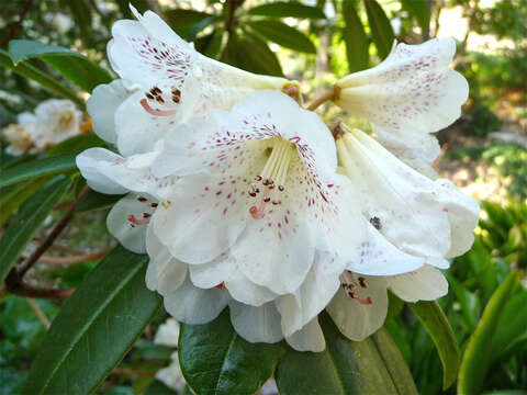 Image of Rhododendron irroratum Franch.