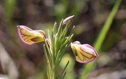 Image of Polygala umbellata Thunb.