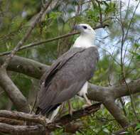 Image of White-bellied Sea Eagle