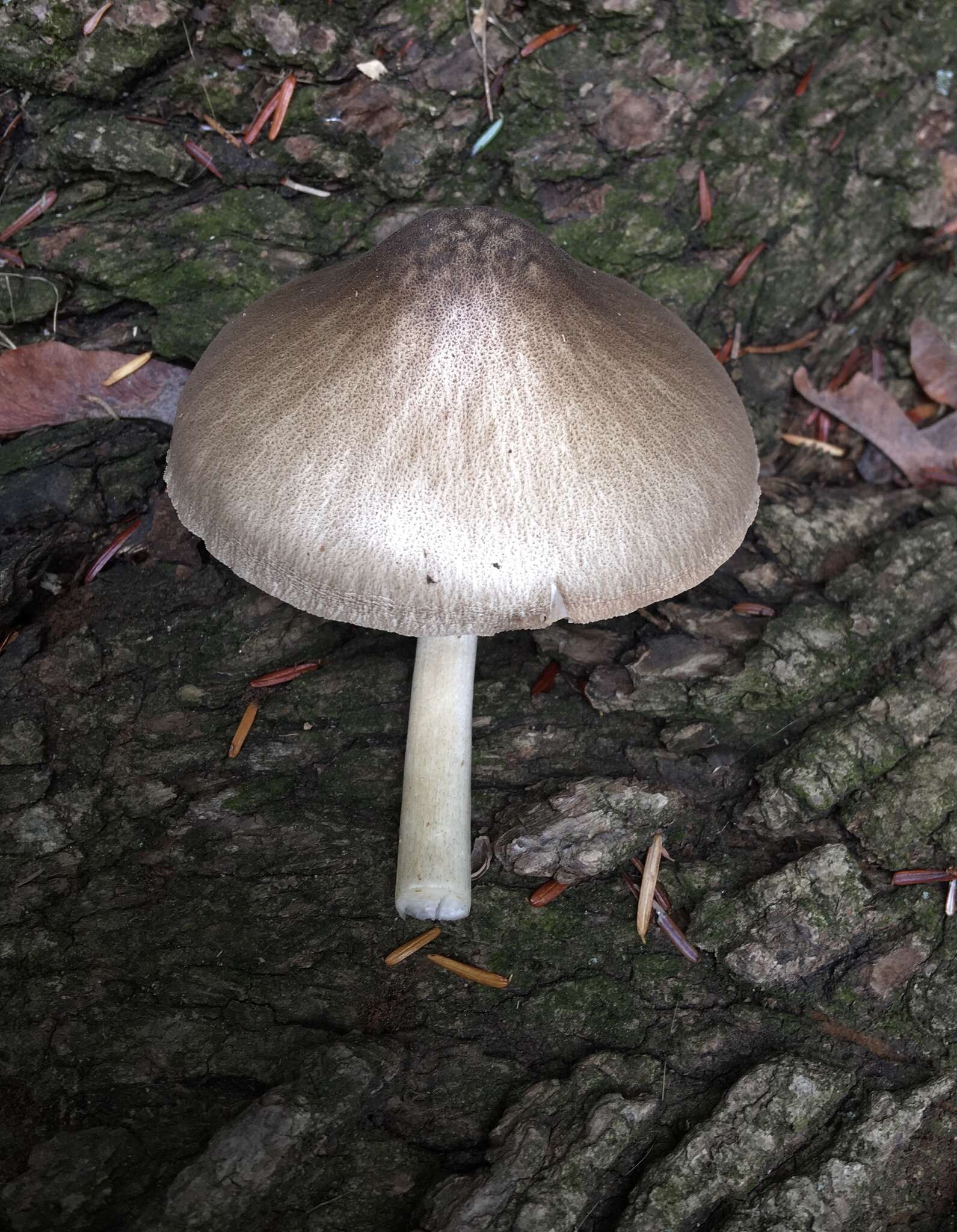 Image of Pluteus punctatus Wichanský 1972