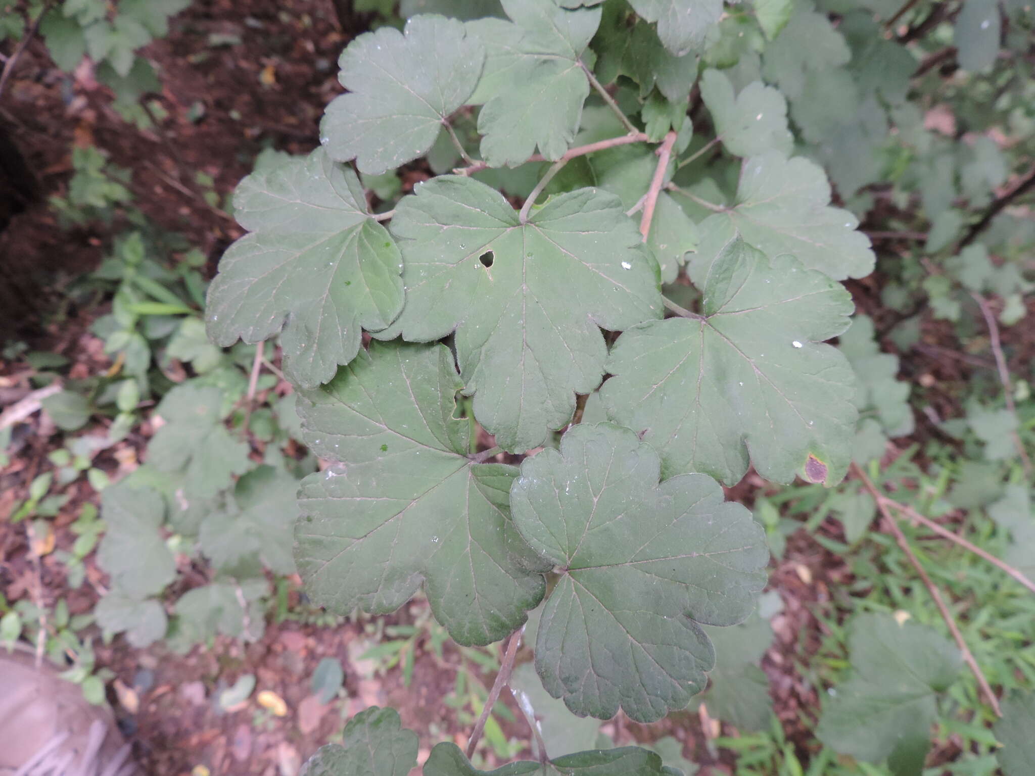 Image of Ribes fasciculatum Sieb. & Zucc.