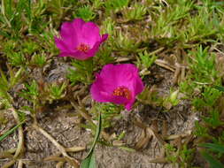 Image of Moss-rose Purslane