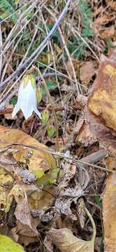 Image of Campanula alliariifolia Willd.