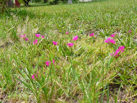 Image of Moss-rose Purslane