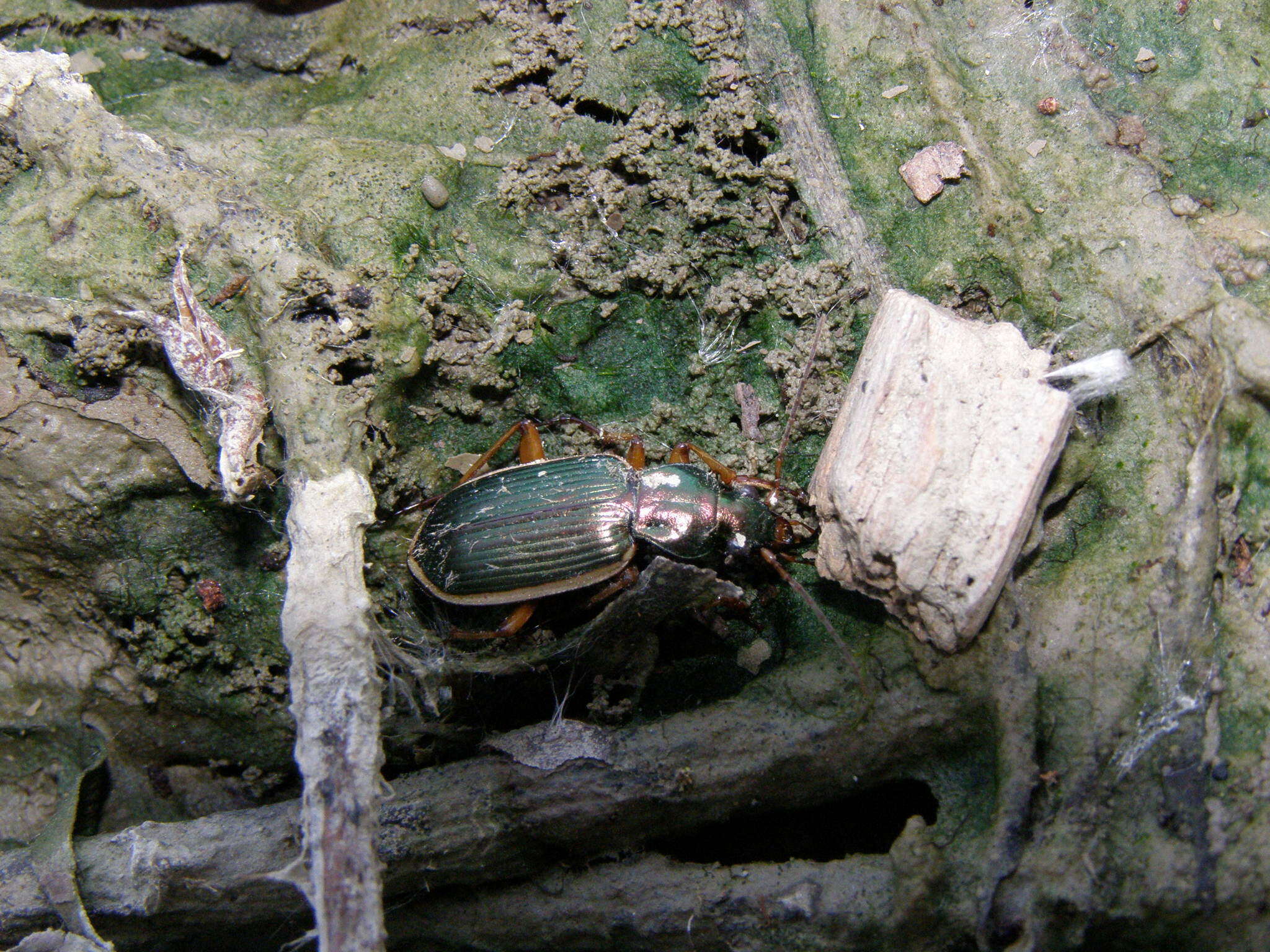 Sivun Chlaenius (Chlaenites) spoliatus (P. Rossi 1792) kuva