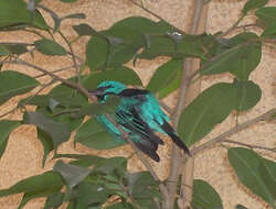 Image of Blue Dacnis