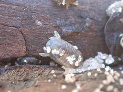 Image of sea pill bug