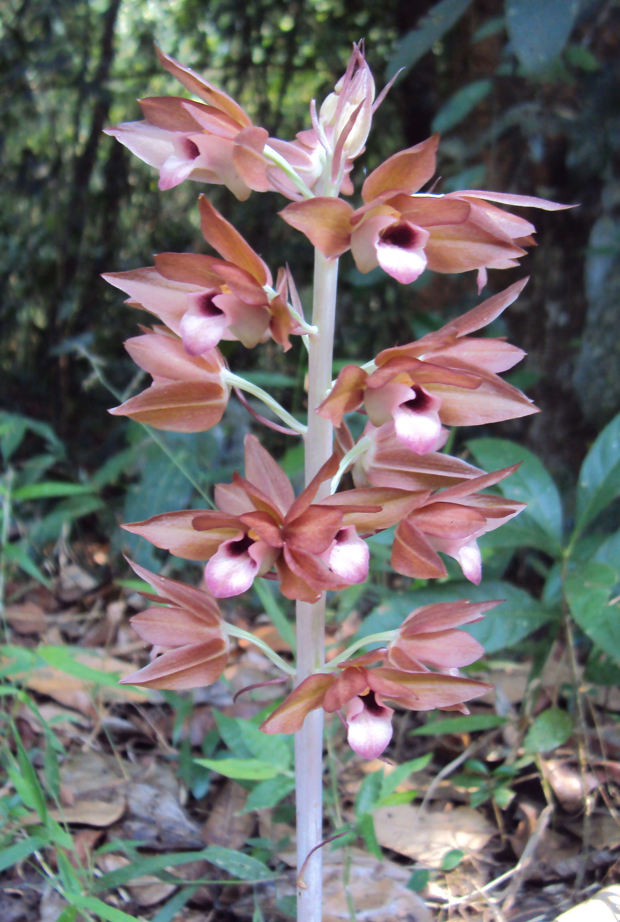 Image of Carrion orchid