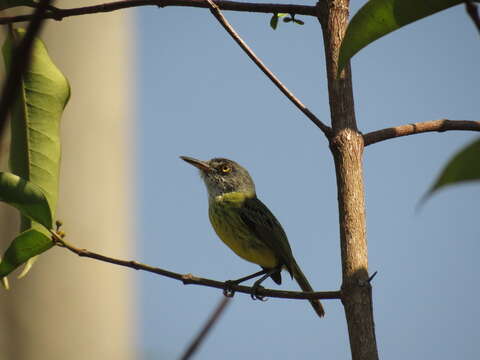 Image of Spotted Tody-Flycatcher