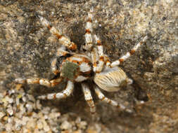 Image of paradise spiders